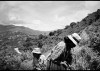 Coca Si, Cocaina No - Evo Morales' Coca Policy