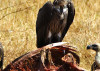 vulturegastronomy.6.15.575px1