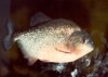 Piranha.7.15