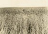 09152012_scarecrow