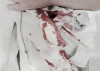 fleas_10.15_575px