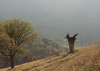 oak_tyrant_575px
