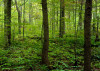 Greenvermontforest575