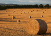 harvest