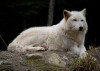 whitewolf_Gozo_Yoshimasu