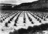 Tuba_City_cornfield