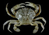 guernica-crab