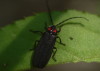 Lucidinia_biplagiata_obabtr01