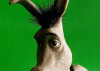 donkey