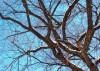 winter tree