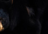 bearfull