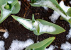 springsnow
