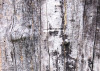 treebark