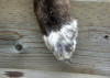 dogpaw_575px
