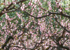 twentyflora