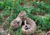 Western_diamondback_rattlesnake