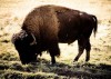 buffalo (1)