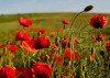 poppies