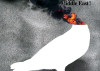 "Petroleum Peace in the Middle East" by Parisa Tashakori
