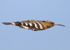 guernica-hoopoe-e1375200784133