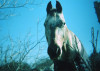 horse