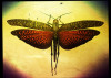 moth