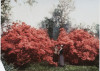 377_Azaleas
