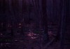 Feature_Amani_Willett_-_Woods