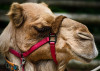 Camel, Bronx Zoo