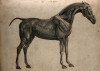 V0008071 Écorché horse, side view. Engraving by T. Milton, 1802.