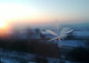 Icy morning