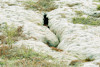 marion_belanger_7_15_11