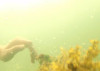 pond_250x177