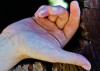 030112_Kauffman_gaydos_main