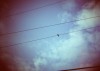 solitary bird
