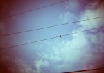 solitary bird