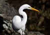 japanese_egret