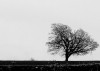 bleak-tree kraked