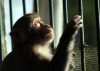 pensive monkey