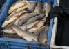 lake sevan trout