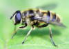fly_575