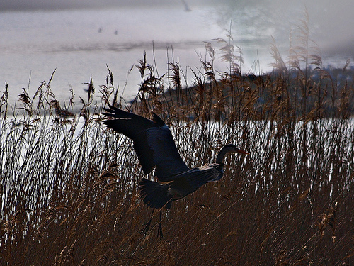 https://www.guernicamag.com/wp-content/uploads/2013/09/guernica-heron.jpg
