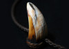 amulet