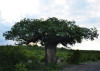 baobab-tree-fiction-spotlight