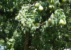 peartree
