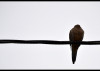 dove