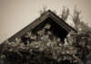 kudzu