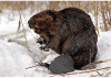 beaver nature-bug
