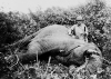 Roosevelt_safari_elephant-Van-Altena-Edward