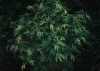 plant_10x14__feature